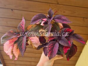 phoenix Coleus Palettblad Africká okrasná kopřiva africké kopřivy solenostemon Buntnessel