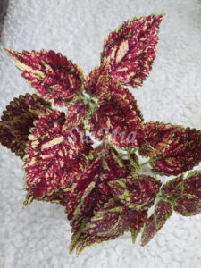 Pinata Coleus Palettblad Africká okrasná kopřiva africké kopřivy solenostemon Buntnessel