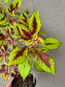 Pineapple Splash Coleus Palettblad Africká okrasná kopřiva africké kopřivy solenostemon Buntnessel