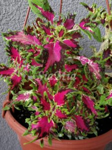 Pink Poodle Coleus Palettblad Africká okrasná kopřiva africké kopřivy solenostemon Buntnessel