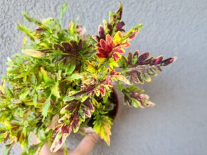 Pink Shining Coleus Palettblad Africká okrasná kopřiva africké kopřivy solenostemon Buntnessel