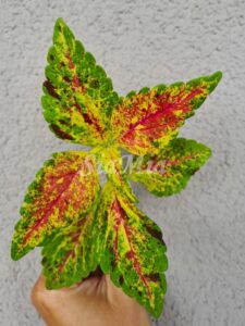 Pink Thrill Coleus Palettblad Africká okrasná kopřiva africké kopřivy solenostemon Buntnessel