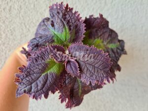 Plum Frost Coleus Palettblad Africká okrasná kopřiva africké kopřivy solenostemon Buntnessel