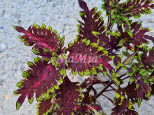 Pompeia Coleus Palettblad Africká okrasná kopřiva africké kopřivy solenostemon Buntnessel