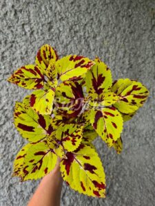 Presidio Coleus Palettblad Africká okrasná kopřiva africké kopřivy solenostemon Buntnessel