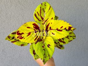 Presidio Coleus Palettblad Africká okrasná kopřiva africké kopřivy solenostemon Buntnessel