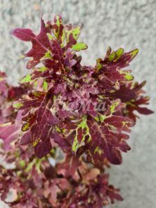 Purple Duckfoot Coleus Palettblad Africká okrasná kopřiva africké kopřivy solenostemon Buntnessel