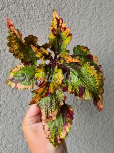 Rattlesnake Coleus Palettblad Africká okrasná kopřiva africké kopřivy solenostemon Buntnessel