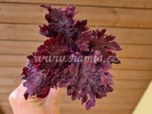 Coleus Palettblad Africká okrasná kopřiva africké kopřivy solenostemon Buntnessel