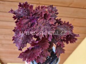 Coleus Palettblad Africká okrasná kopřiva africké kopřivy solenostemon Buntnessel