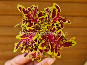 Coleus Palettblad Africká okrasná kopřiva africké kopřivy solenostemon Buntnessel