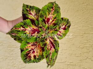 Coleus Palettblad Africká okrasná kopřiva africké kopřivy solenostemon Buntnessel