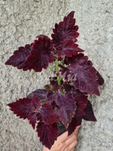 Red Velvet Coleus Palettblad Africká okrasná kopřiva africké kopřivy solenostemon Buntnessel