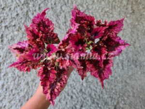 red f parrot Coleus Palettblad Africká okrasná kopřiva africké kopřivy solenostemon Buntnessel