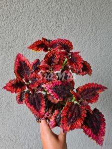 Red f parrot Coleus Palettblad Africká okrasná kopřiva africké kopřivy solenostemon Buntnessel