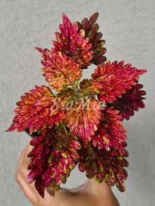 Red Pin Coleus Palettblad Africká okrasná kopřiva africké kopřivy solenostemon Buntnessel