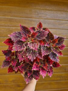 Red Pin Coleus Palettblad Africká okrasná kopřiva africké kopřivy solenostemon Buntnessel