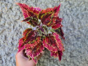 Rew Witch Coleus Palettblad Africká okrasná kopřiva africké kopřivy solenostemon Buntnessel