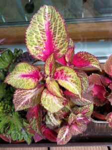 Rose lime Magic Coleus Palettblad Africká okrasná kopřiva africké kopřivy solenostemon Buntnessel