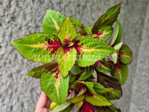 Coleus Palettblad Africká okrasná kopřiva africké kopřivy solenostemon Buntnessel