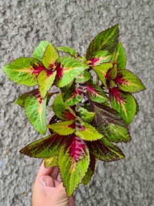 rose lime magic Coleus Palettblad Africká okrasná kopřiva africké kopřivy solenostemon Buntnessel