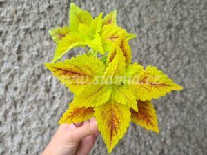 roy pedley Coleus Palettblad Africká okrasná kopřiva africké kopřivy solenostemon Buntnessel