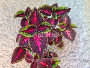 Ruby Road Coleus Palettblad Africká okrasná kopřiva africké kopřivy solenostemon Buntnessel