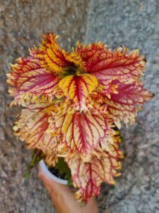 Russian Brocade Coleus Palettblad Africká okrasná kopřiva africké kopřivy solenostemon Buntnessel