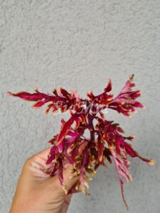 Russian Firebird Coleus Palettblad Africká okrasná kopřiva africké kopřivy solenostemon Buntnessel