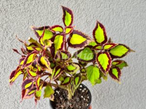 Saturns Rings Coleus Palettblad Africká okrasná kopřiva africké kopřivy solenostemon Buntnessel