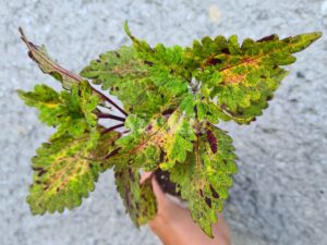 Serenade Coleus Palettblad Africká okrasná kopřiva africké kopřivy solenostemon Buntnessel