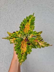 Serenade Coleus Palettblad Africká okrasná kopřiva africké kopřivy solenostemon Buntnessel