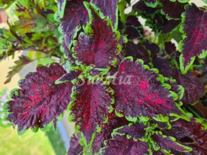 Shiralie Coleus Palettblad Africká okrasná kopřiva africké kopřivy solenostemon Buntnessel