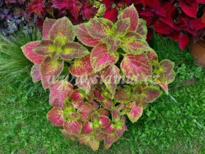 Coleus Palettblad Africká okrasná kopřiva africké kopřivy solenostemon Buntnessel