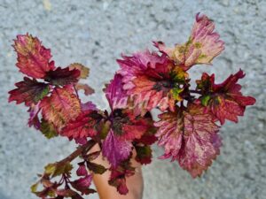 Smallwood Driveway Coleus Palettblad Africká okrasná kopřiva africké kopřivy solenostemon Buntnessel