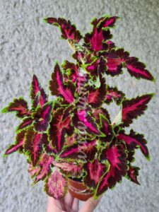 songbird Coleus Palettblad Africká okrasná kopřiva africké kopřivy solenostemon Buntnessel