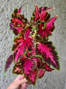 Songbird Coleus Palettblad Africká okrasná kopřiva africké kopřivy solenostemon Buntnessel