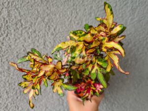 Sparkler Coleus Palettblad Africká okrasná kopřiva africké kopřivy solenostemon Buntnessel