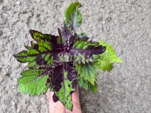 Spring Rhapsody Coleus Palettblad Africká okrasná kopřiva africké kopřivy solenostemon Buntnessel