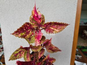 Sweet but psycho Coleus Palettblad Africká okrasná kopřiva africké kopřivy solenostemon Buntnessel