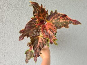 Thai Coleus Palettblad Africká okrasná kopřiva africké kopřivy solenostemon Buntnessel