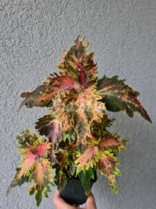 Thai Coleus Palettblad Africká okrasná kopřiva africké kopřivy solenostemon Buntnessel