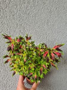 TheFlume Coleus Palettblad Africká okrasná kopřiva africké kopřivy solenostemon Buntnessel