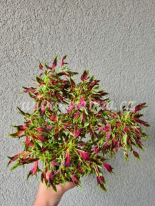 the flume Coleus Palettblad Africká okrasná kopřiva africké kopřivy solenostemon Buntnessel