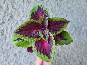 Torchlight Coleus Palettblad Africká okrasná kopřiva africké kopřivy solenostemon Buntnessel