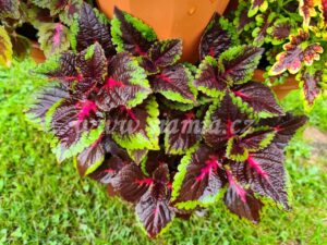 torchlight Coleus Palettblad Africká okrasná kopřiva africké kopřivy solenostemon Buntnessel