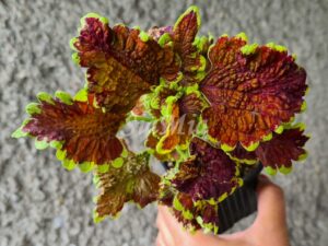 Total Flirt Coleus Palettblad Africká okrasná kopřiva africké kopřivy solenostemon Buntnessel