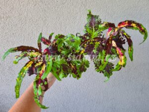 tranquil Coleus Palettblad Africká okrasná kopřiva africké kopřivy solenostemon Buntnessel