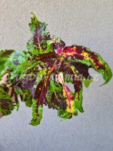 tranquil Coleus Palettblad Africká okrasná kopřiva africké kopřivy solenostemon Buntnessel