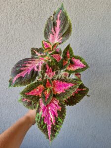 Tropical fire Coleus Palettblad Africká okrasná kopřiva africké kopřivy solenostemon Buntnessel